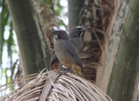 Greyish saltator