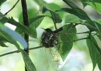 Hummingbird nest