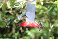 Hummingbirds