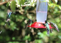 More hummingbirds