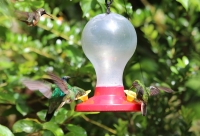 Yet more hummingbirds