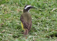Kiskadee?