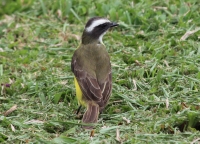 Kiskadee?