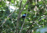 Lance-tailed manakin