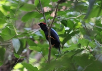 Lance-tailed manakin