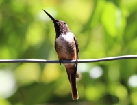 Magenta-throated woodstar