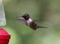 Magenta-throated woodstar