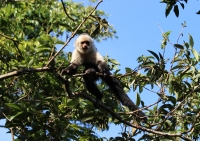 White-faced monkey