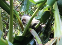 White-faced monkey