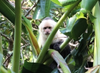 White-faced monkey