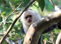 White-faced monkey