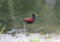 Northern jacana