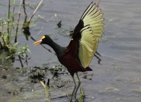 Northern jacana