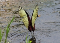 Northern jacana