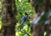 Orange-bellied trogon