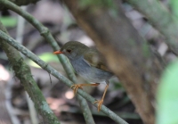 Orange-billed nightingale-thrush
