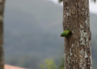 Orange-chinned parakeet