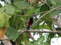 Passerini's tanager