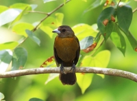 Female passerini's tanager