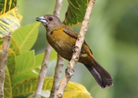 Female passerini's tanager
