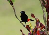 Male passerini's tanager