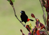 Male passerini's tanager