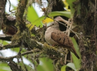 Ruddy ground dove