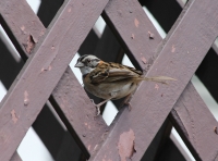 Rufous-collared sparrow