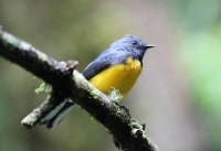 Slate-throated redstart