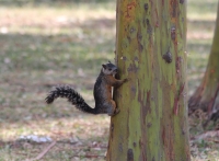 Variegated squirrel