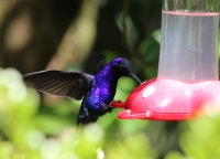 Violet sabrewing