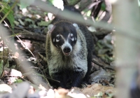 White-nosed coati