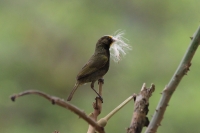 Yellow-faced grassquit