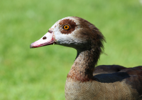 egyptian-goose