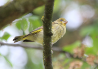 greenfinch