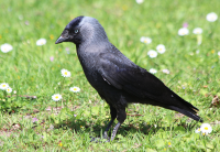 jackdaw