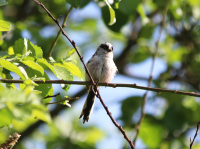 long-tailed-tit