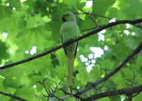 rose-ringed-parakeet