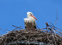 stork1