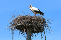 stork2