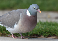 wood-pigeon