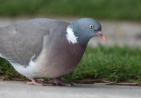 wood-pigeon2