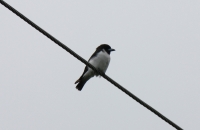 Fiji Woodswallow