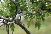 Collared Kingfisher