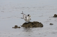 Crested Tern