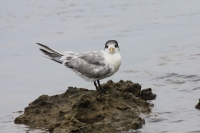 Crested Tern