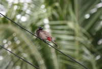 Red vented bulbul