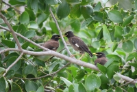 Myna Birds