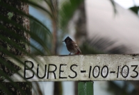 Red vented bulbul