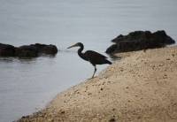 Reef Heron